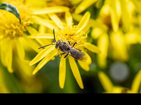 Lasioglossum calceatum, Common Furrow-Bee
