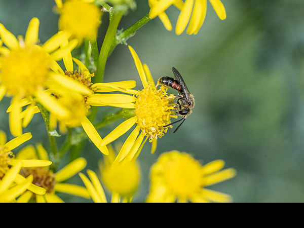 Lasioglossum calceatum, Common Furrow-Bee