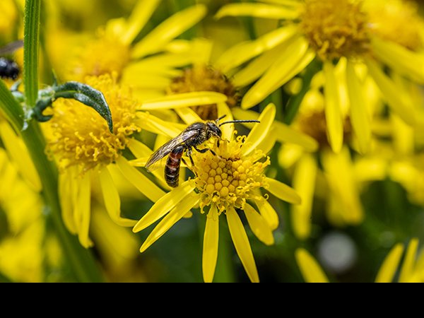 Lasioglossum calceatum, Common Furrow-Bee