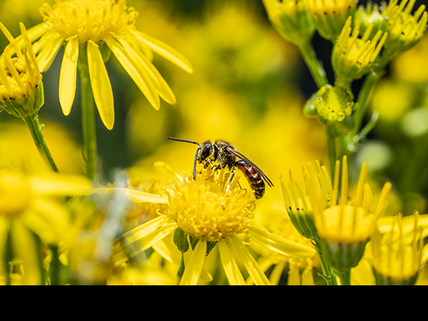 Lasioglossum calceatum, Common Furrow-Bee