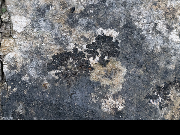 Lathagrium auriforme, Jelly Lichen