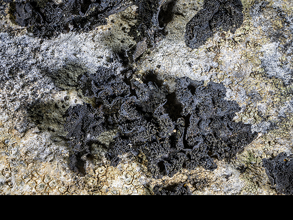 Lathagrium auriforme, Jelly Lichen