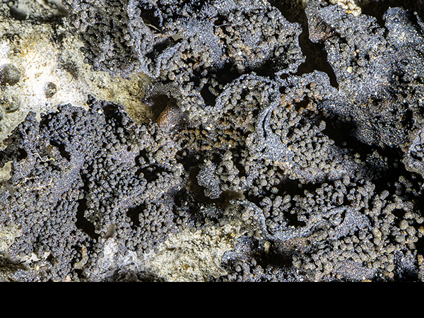 Lathagrium auriforme, Jelly Lichen