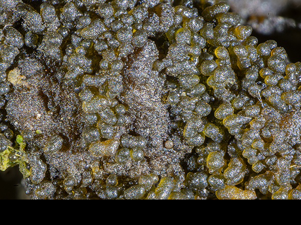 Lathagrium auriforme, Jelly Lichen