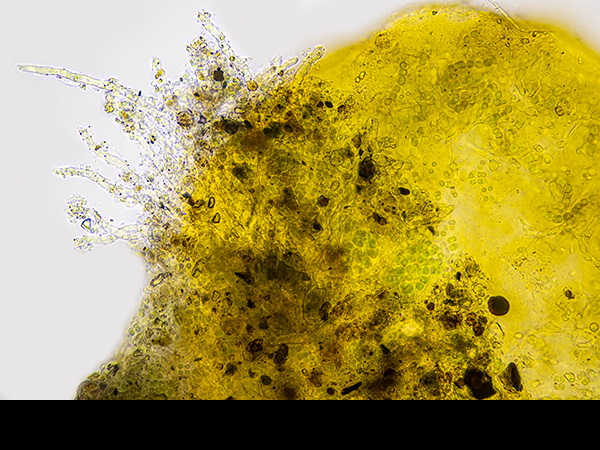 Lathagrium auriforme, Jelly Lichen