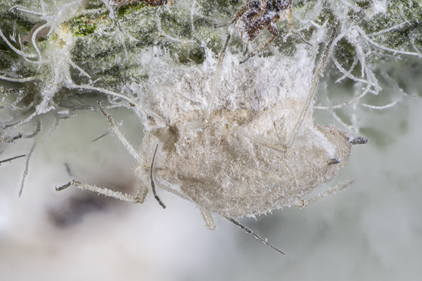 Hyalopterus pruni with Lecanicillium lecanii