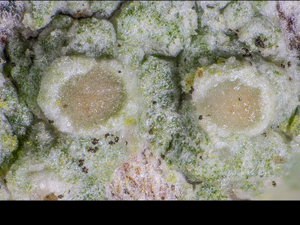 Lecanora conizaeoides, Crustose lichen