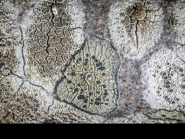 Lecidella elaeochroma, Crustose lichen