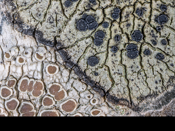 Lecidella elaeochroma, Crustose lichen