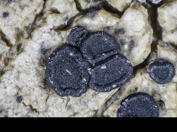 Lecidella elaeochroma, Crustose lichen