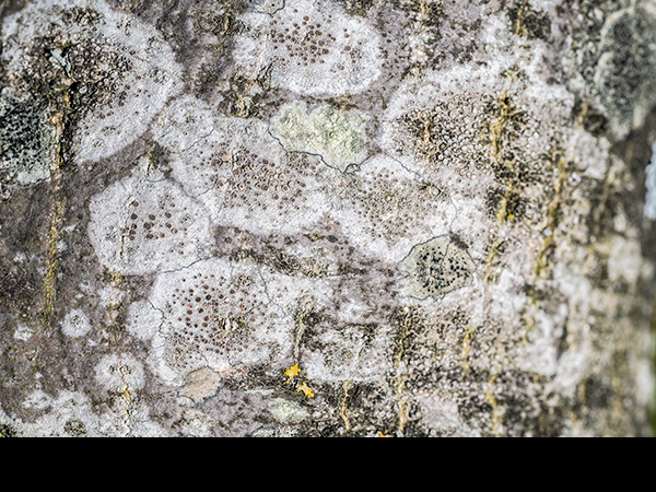 Lecidella elaeochroma, Crustose lichen