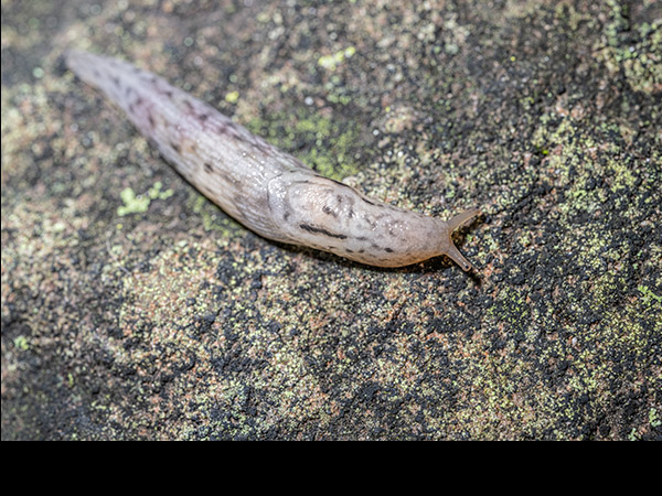 Lehmannia marginata, Tree slug