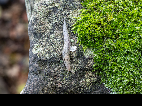 Lehmannia marginata, Tree slug