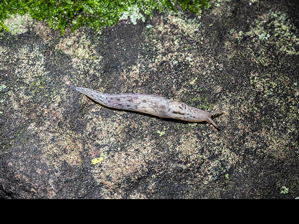 Lehmannia marginata, Tree slug
