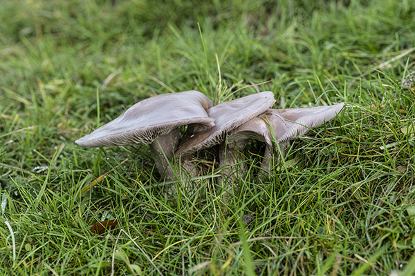 Lepista sordida, Blewit