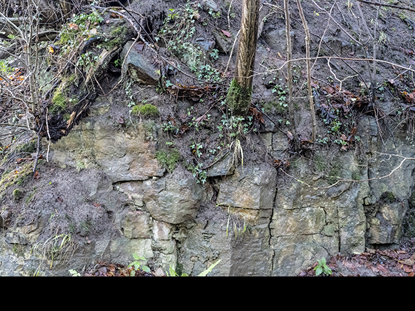 Lepraria lobificans, habitat