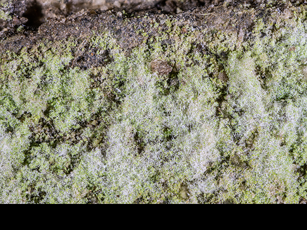 Lepraria lobificans