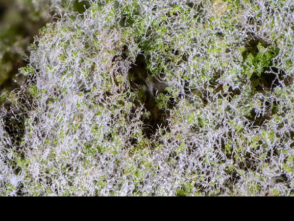 Lepraria lobificans