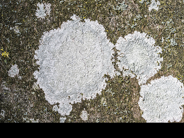 Lepraria membranacea on ash, Fraxinus excelcior
