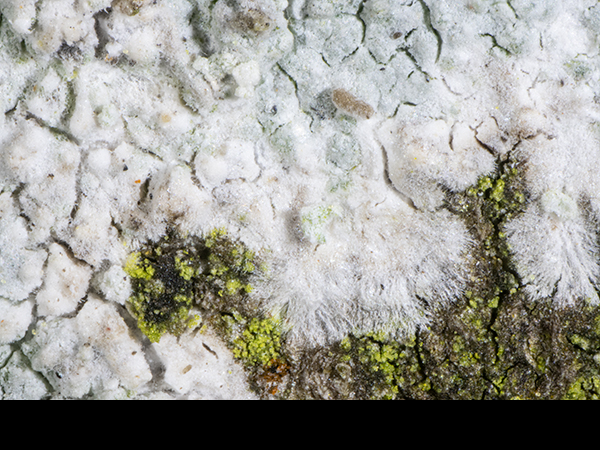 Lepraria membranacea on ash, Fraxinus excelcior
