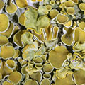 Lichens