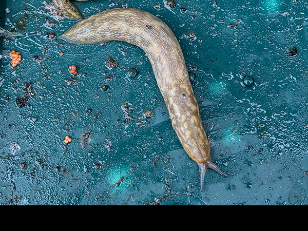 Limacus maculatus, Green Cellar Slug