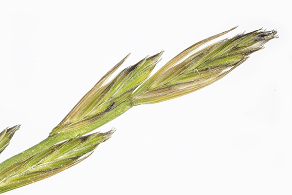 Lolium perenne, Perennial Ryegrass