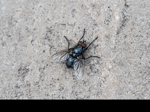 Lucilia spp., Blow Fly