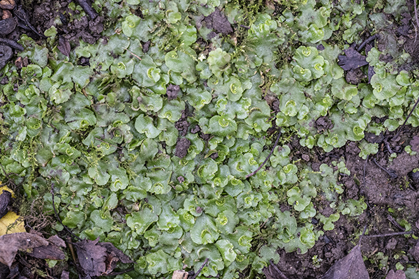 Lunularia cruciata, Crescent-cup Liverwort