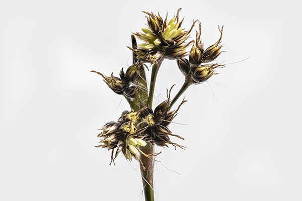 Luzula campetris, Field Wood-rush