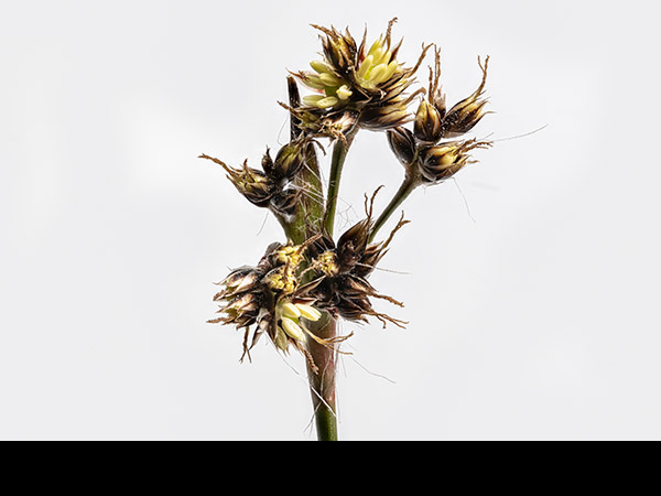Luzula campestris, Field Wood-rush