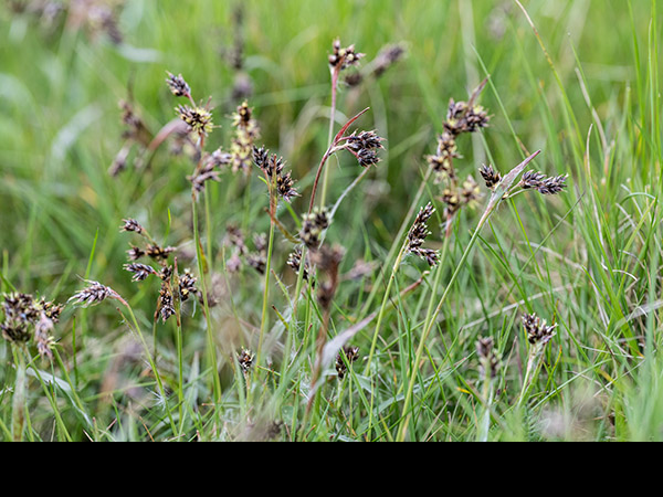 Luzula campestris, Field Wood-rush