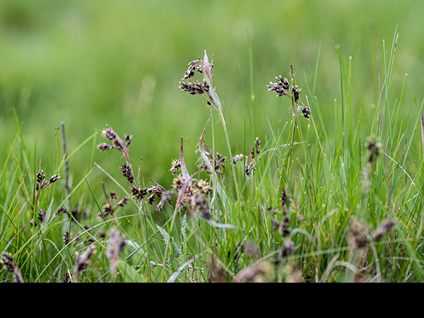 Luzula campestris, Field Wood-rush