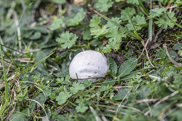 Lycoperdon pratense, Meadow Puffball