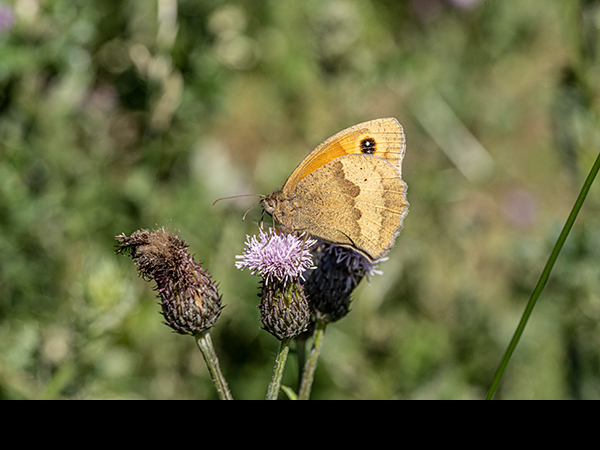 Maniola jurtina, Meadow Brown