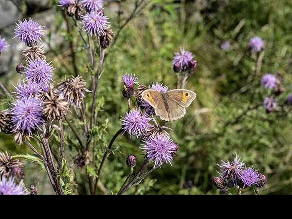 Maniola jurtina, Meadow Brown