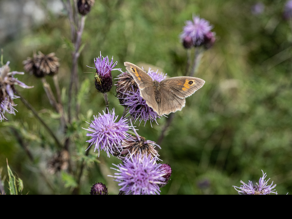 Maniola jurtina, Meadow Brown