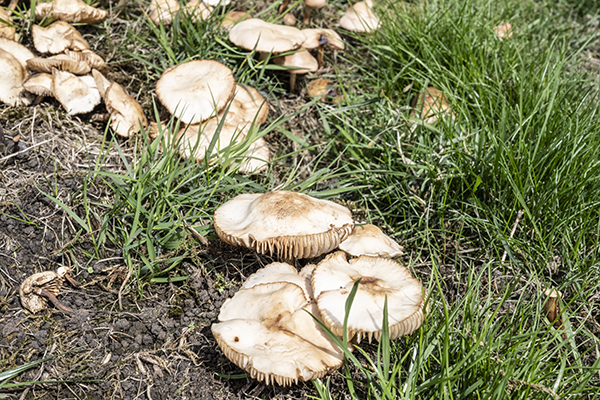 Marasmius oreades, Fairy ring champignon