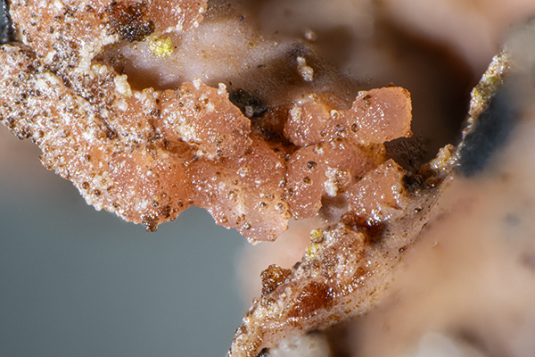 Marchandiomyces corallinus, a lichenicolous fungus