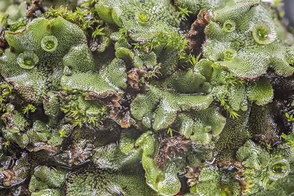 Marchantia polymorpha ruderalis, Common Liverwort