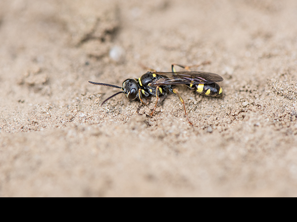 Mellinus arvensis, male