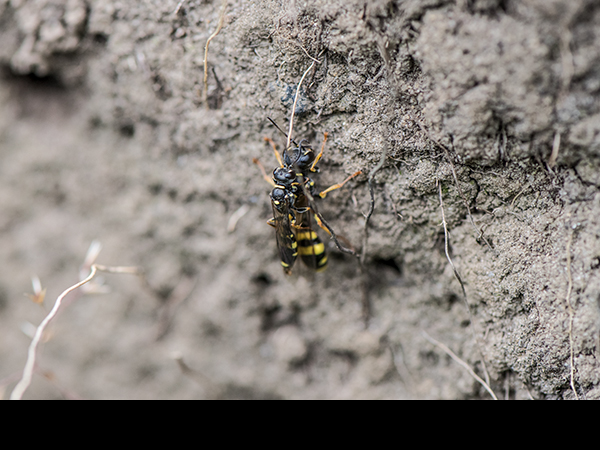 Mellinus arvensis, mating pair