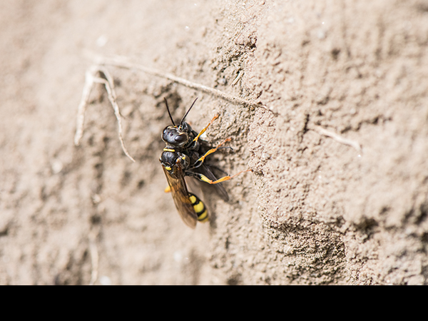 Mellinus arvensis female with prey