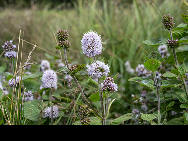 Mentha aquatica, Water Mint