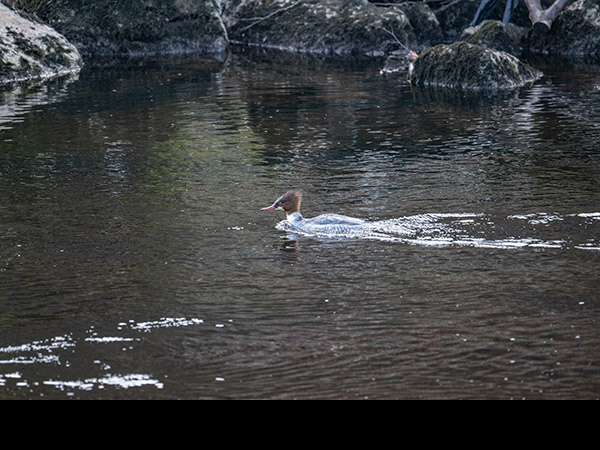 Mergus merganser, Goosander