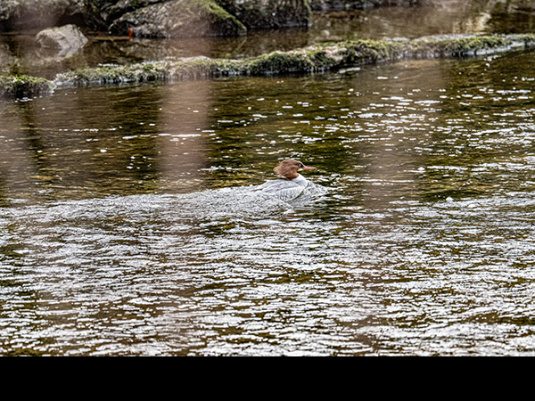 Mergus merganser, Goosander
