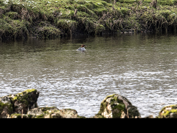 Mergus merganser, Goosander