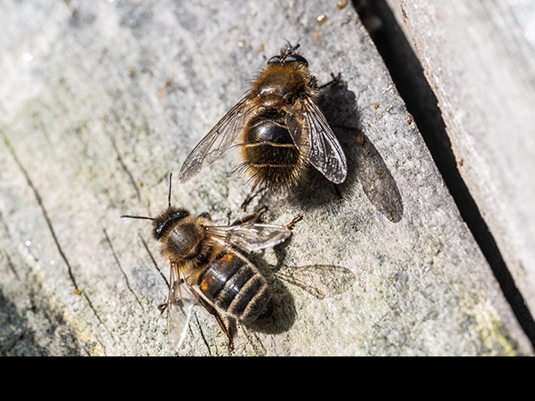 Merodon equestris with Apis mellifera