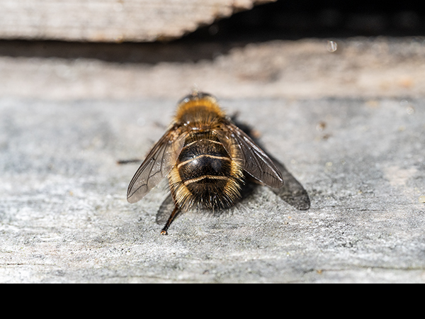 Merodon equestris, Narcissus Bulb Fly