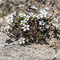 Metallophytes